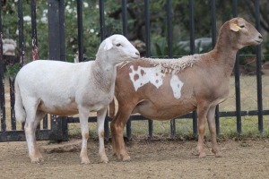 2+1X EWE MEATMASTER GIDEON MYBURG (Pay per Animal to take all in lot)