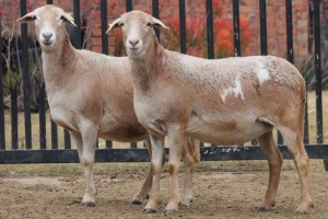 2X PREGNANT EWE MEATMASTER GIDEON MYBURG (Pay per Animal to take all in lot)