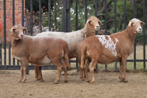 3X EWE MEATMASTER GIDEON MYBURG (Pay per Animal to take all in lot)