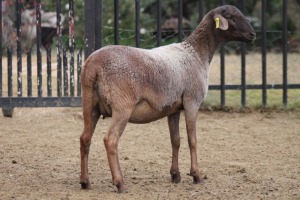 1X PREGNANT EWE MEATMASTER GIDEON MYBURG