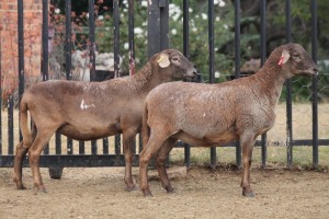 2X PREGNANT EWE MEATMASTER GIDEON MYBURG (Pay per Animal to take all in lot)