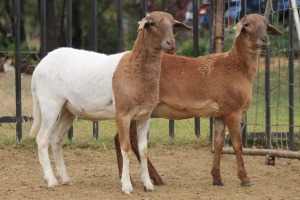 2X EWE MEATMASTER GIDEON MYBURG (Pay per Animal to take all in lot)