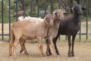 3X EWE MEATMASTER GIDEON MYBURG (Pay per Animal to take all in lot)