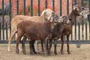 2+2X PREGNANT EWE MEATMASTER GIDEON MYBURG (Pay per Animal to take all in lot)