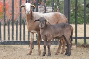 1+1X EWE MEATMASTER GIDEON MYBURG