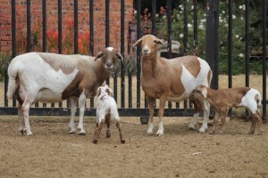 2+2X EWE MEATMASTER GIDEON MYBURG (Pay per Animal to take all in lot)