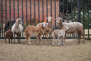 3+3X EWE MEATMASTER GIDEON MYBURG (Pay per Animal to take all in lot)