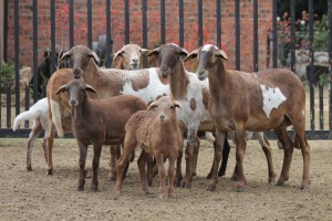 4+4X EWE MEATMASTER GIDEON MYBURG (Pay per Animal to take all in lot)