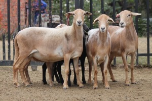 3+3X EWE MEATMASTER GIDEON MYBURG (Pay per Animal to take all in lot)