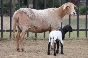 1+1X EWE MEATMASTER GIDEON MYBURG