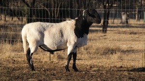 1X RAM MEATMASTER (ONDER DIE BESKERMING) EBS BOERDERY - ELDIN & BRENDIN STRAUSS