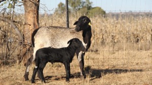 MOVED TO LOT 258 - 1+1X EWE MEATMASTER EBS BOERDERY - ELDIN & BRENDIN STRAUSS