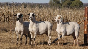 3X PREGNANT EWE MEATMASTER (ONDER DIE BESKERMING) EBS BOERDERY - ELDIN & BRENDIN STRAUSS (Pay per Animal to take all in lot)