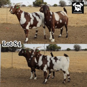 2X PREGNANT EWE STUD CAPE LOB EAR XANDORR - ALEXANDER BISSITT (Pay per Animal to take all in lot)