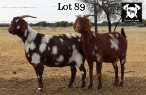 2X EWE STUD/FLOCK CAPE LOB EAR XANDORR - ALEXANDER BISSITT (Pay per Animal to take all in lot)