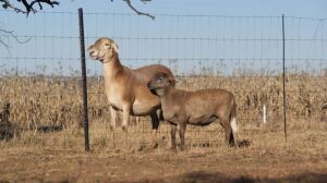 1+1X EWE MEATMASTER EBS BOERDERY - ELDIN & BRENDIN STRAUSS