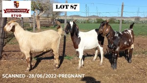 3X PREGNANT EWE STUD CAPE LOB EAR GELYKFONTEIN STUD - SCHALK & MARENE VAN DER WALT (Pay per Animal to take all in lot)