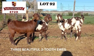 3+1X EWE STUD CAPE LOB EAR GELYKFONTEIN STUD - SCHALK & MARENE VAN DER WALT (Pay per Animal to take all in lot)