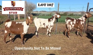 3X EWE STUD CAPE LOB EAR GELYKFONTEIN STUD - SCHALK & MARENE VAN DER WALT (Pay per Animal to take all in lot)