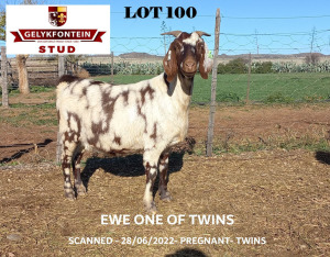 1X PREGNANT EWE STUD CAPE LOB EAR GELYKFONTEIN STUD - SCHALK & MARENE VAN DER WALT