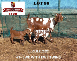 ONTTREK - 1+2X EWE CAPE LOB EAR GELYKFONTEIN STUD - SCHALK & MARENE VAN DER WALT