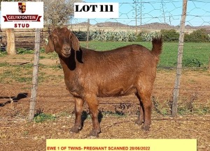 1X PREGNANT EWE STUD CAPE LOB EAR GELYKFONTEIN STUD - SCHALK & MARENE VAN DER WALT