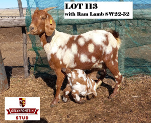 1X EWE STUD CAPE LOB EAR GELYKFONTEIN STUD - SCHALK & MARENE VAN DER WALT