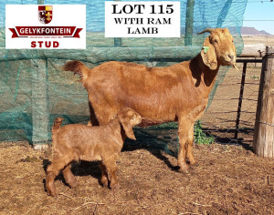 1+1X EWE STUD CAPE LOB EAR GELYKFONTEIN STUD - SCHALK & MARENE VAN DER WALT