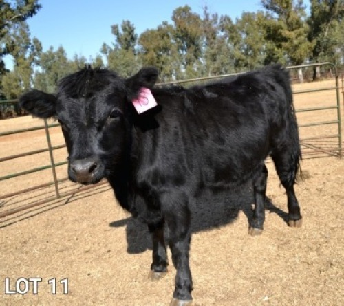 1X FEMALE DEXTER WILMEG (PTY) LTD - WILLEM VAN HEERDEN