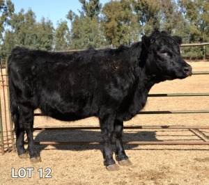 1X PREGNANT FEMALE DEXTER WILMEG (PTY) LTD - WILLEM VAN HEERDEN