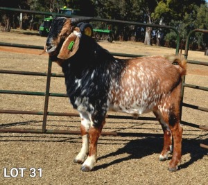 1X RAM CAPE LOB EAR WILMEG (PTY) LTD - WILLEM VAN HEERDEN