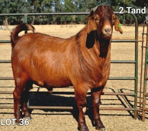 1X RAM STUD CAPE LOB EAR WILMEG (PTY) LTD - WILLEM VAN HEERDEN