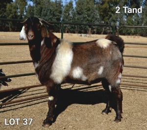 ONTTREK - 1X RAM CAPE LOB EAR WILMEG (PTY) LTD - WILLEM VAN HEERDEN