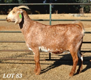 1X PREGNANT EWE STUD CAPE LOB EAR WILMEG (PTY) LTD - WILLEM VAN HEERDEN