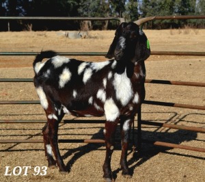 1X EWE FLOCK CAPE LOB EAR WILMEG (PTY) LTD - WILLEM VAN HEERDEN