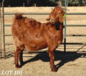 1X PREGNANT EWE STUD CAPE LOB EAR WILMEG (PTY) LTD - WILLEM VAN HEERDEN