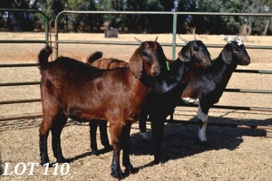 3X PREGNANT EWE STUD CAPE LOB EAR WILMEG (PTY) LTD - WILLEM VAN HEERDEN (Pay per Animal to take all in lot)