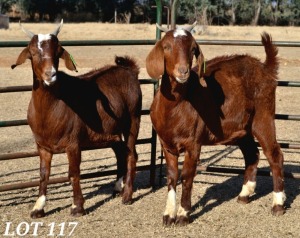 1X PREGNANT EWE FLOCK CAPE LOB EAR WILMEG (PTY) LTD - WILLEM VAN HEERDEN 