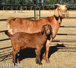 1+1X EWE STUDCAPE LOB EAR WILMEG (PTY) LTD - WILLEM VAN HEERDEN