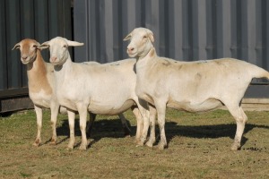 3X MEATMASTER OOI/EWE FLOCK (PAY PER PIECE TO TAKE THE LOT)