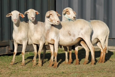 4X MEATMASTER OOI/EWE FLOCK (PAY PER PIECE TO TAKE THE LOT)