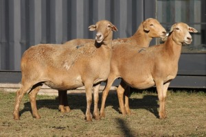 3X MEATMASTER OOI/EWE FLOCK (PAY PER PIECE TO TAKE THE LOT)