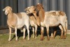 4X MEATMASTER OOI/EWE FLOCK (PAY PER PIECE TO TAKE THE LOT)