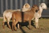 3X MEATMASTER OOI/EWE FLOCK (PAY PER PIECE TO TAKE THE LOT)