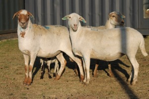 3+1X MEATMASTER OOI/EWE FLOCK (PAY PER PIECE TO TAKE THE LOT)