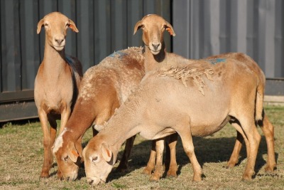 4X MEATMASTER OOI/EWE FLOCK (PAY PER PIECE TO TAKE THE LOT)