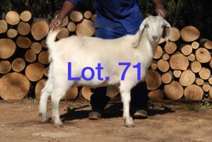 ONTTREK - 1X EWE SAVANNA LOUIS DU PLESSIS