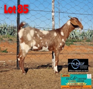 1X PREGNANT EWE STUD CAPE LOB EAR MADIRU - ERIK DE WITT