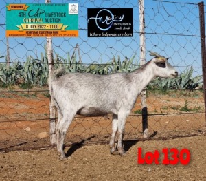 1X PREGNANT EWE STUD MBUZI MADIRU - ERIK DE WITT