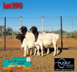 2+2X EWE PERSIE MADIRU - ERIK DE WITT (Pay per Animal to take all in lot)